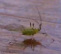 Foxglove Aphid - photo 2