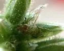 Foxglove Aphid - photo 3