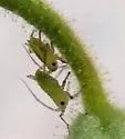 Foxglove Aphid - photo 4