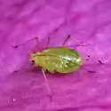 Foxglove Aphid - photo 5