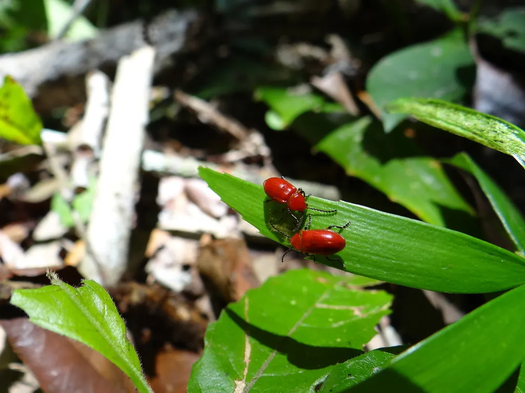 Aulacoscelis appendiculata - photo 2