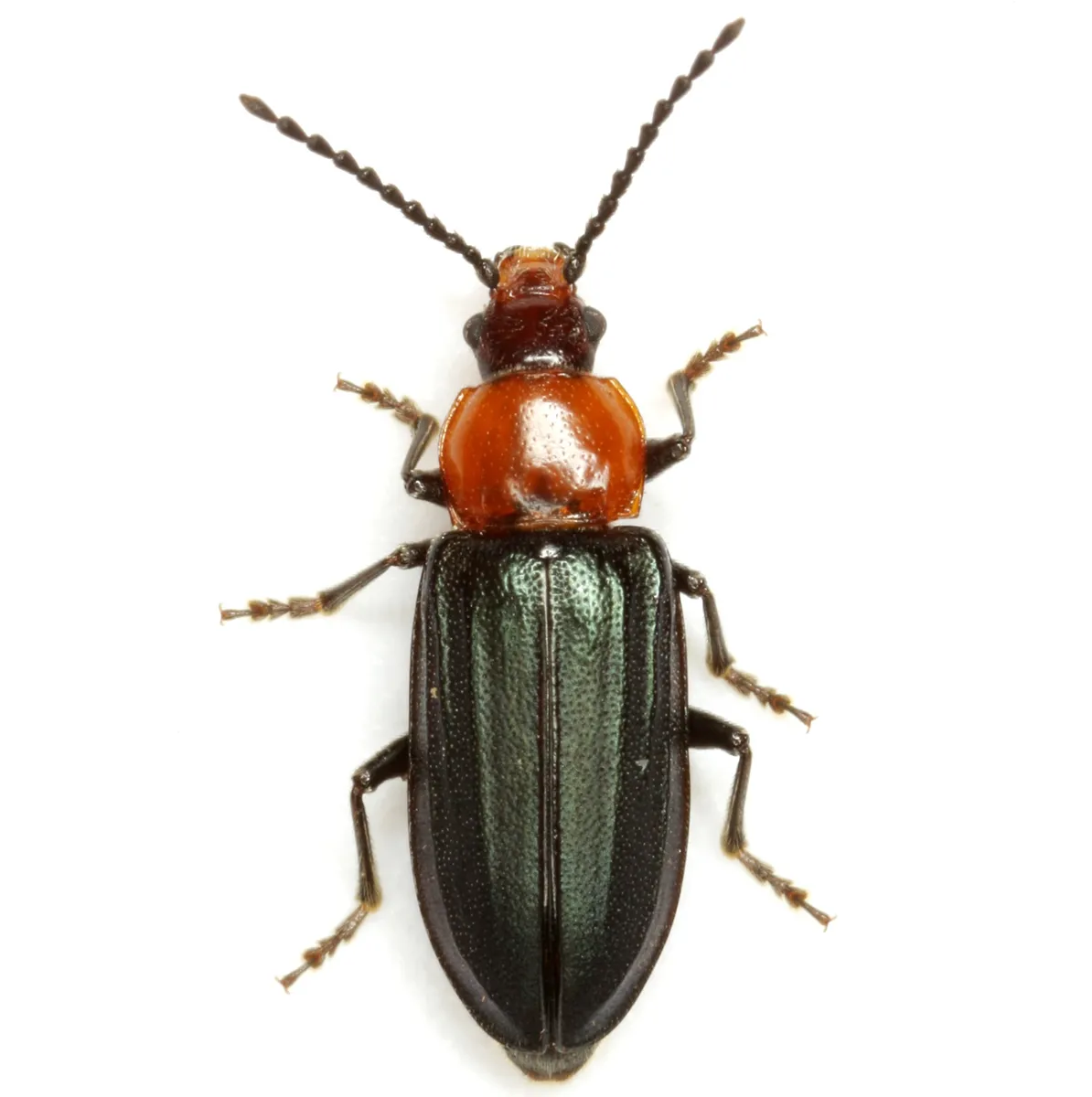 Aulacoscelis candezei