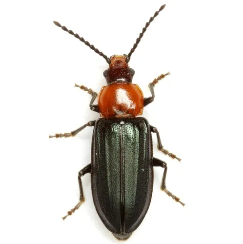 Aulacoscelis candezei - photo 2