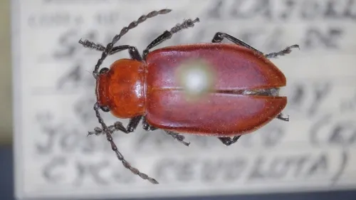 Aulacoscelis costaricensis