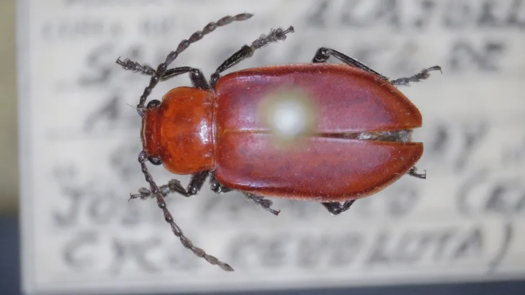 Aulacoscelis costaricensis - photo 2