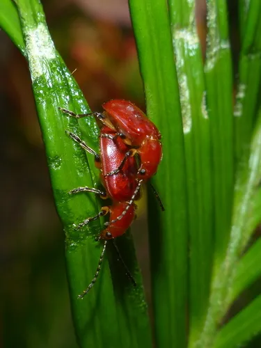 Aulacoscelis melanocera