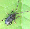 Aulacothorax copalina