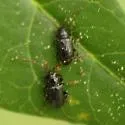 Aulacothorax copalina - photo 2
