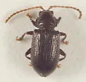 Aulacothorax copalina - photo 3
