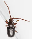 Aulacothorax copalina - photo 4