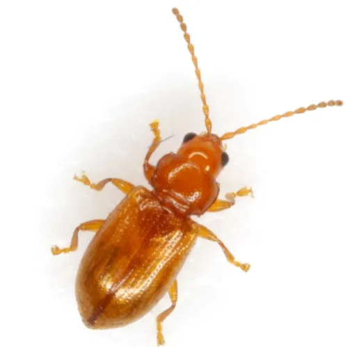 Aulacothorax melina