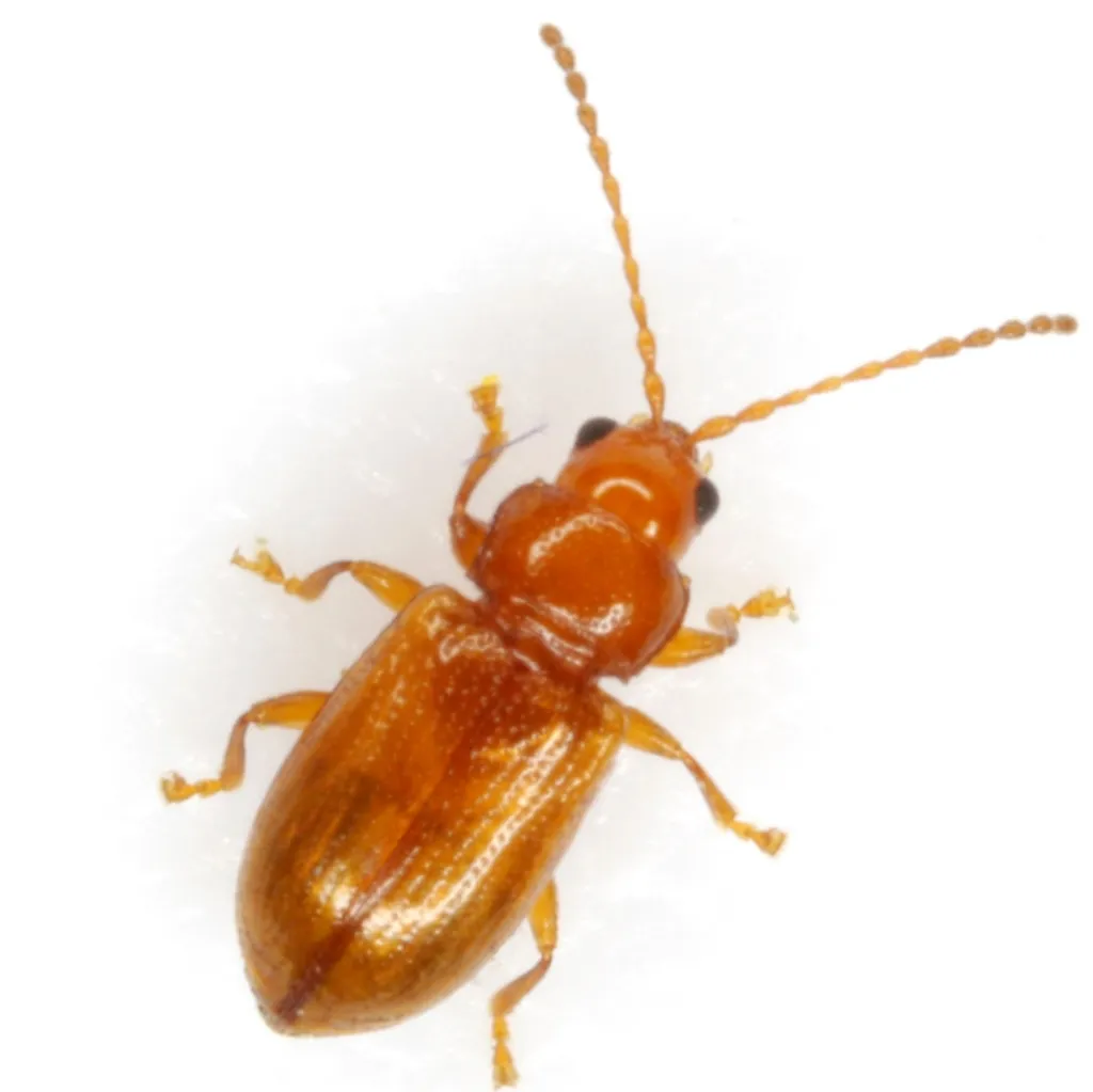 Aulacothorax melina - photo 2