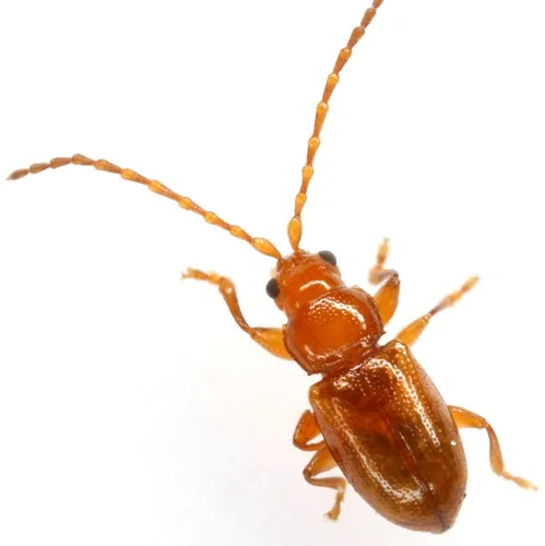 Aulacothorax melina - photo 3