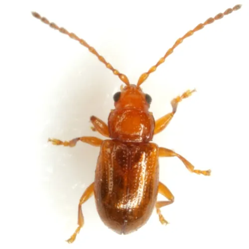 Aulacothorax melina - photo 4