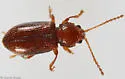 Aulacothorax parkeri 0