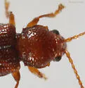 Aulacothorax recticollis - photo 2