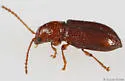 Aulacothorax recticollis - photo 3
