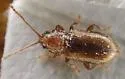 Aulacothorax recticollis - photo 4