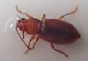 Aulacothorax recticollis - photo 5