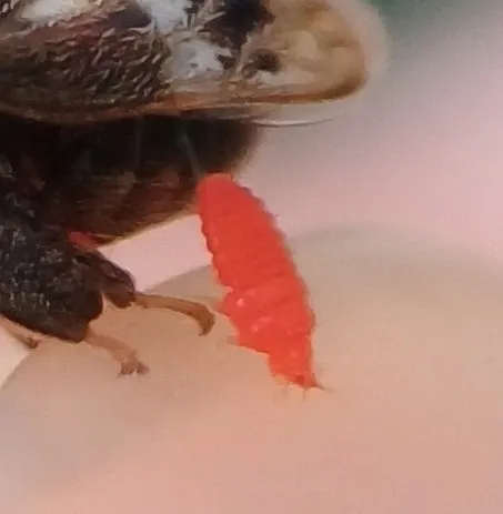 Aulacothripidae - photo 2