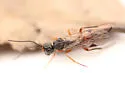 Aulacus brevicaudus - photo 2