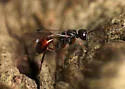 Aulacus brevicaudus - photo 3