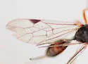 Aulacus brevicaudus - photo 4