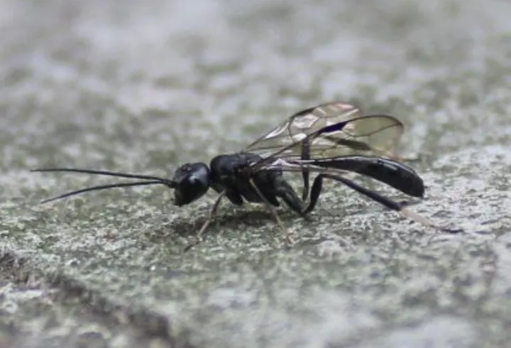 Aulacus dandenongensis
