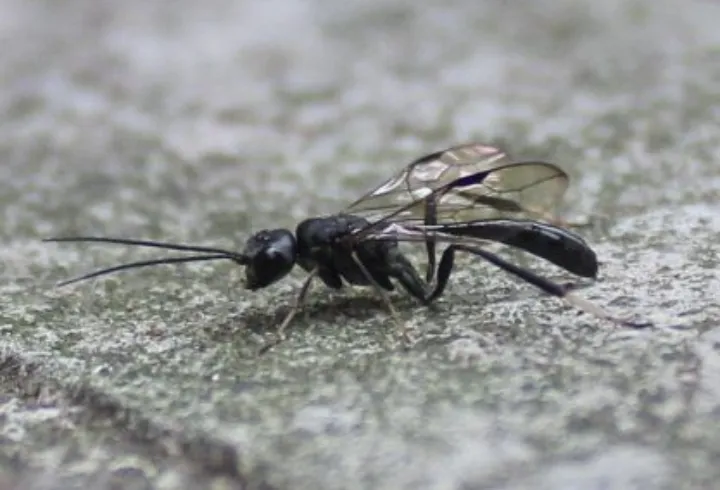Aulacus dandenongensis - photo 2
