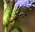 Aulacus dispilis