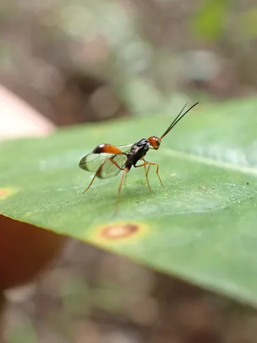 Aulacus elegans
