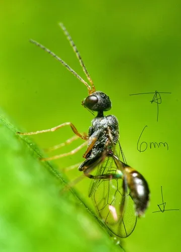 Aulacus insularis
