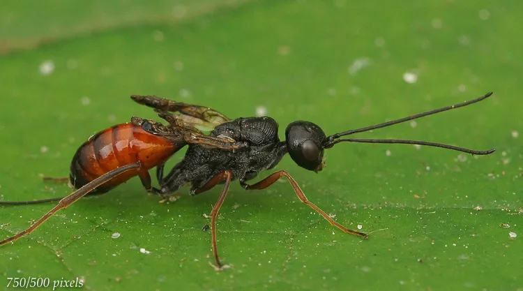 Aulacus striatus - photo 3