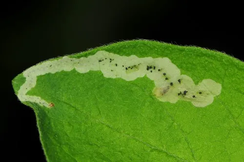 Aulagromyza cornigera - photo 2