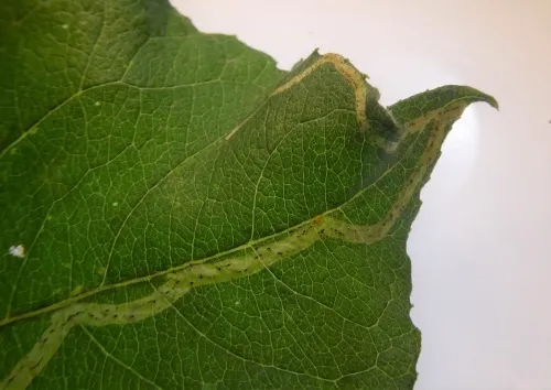 Aulagromyza fulvicornis
