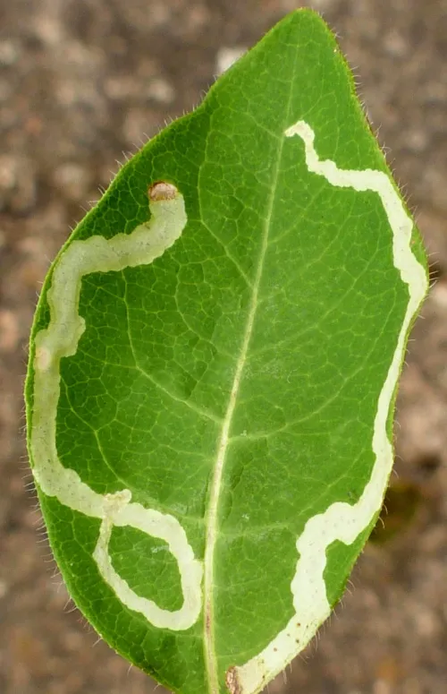 Aulagromyza hendeliana
