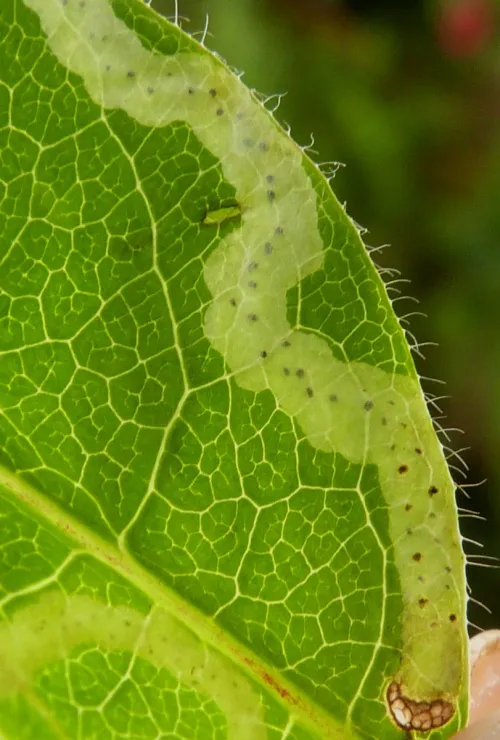 Aulagromyza hendeliana - photo 2