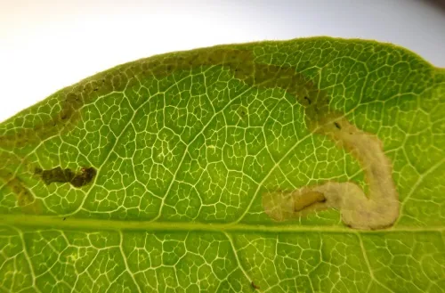 Aulagromyza hendeliana - photo 3