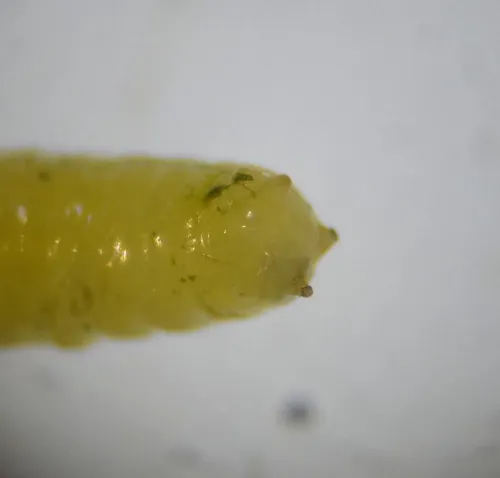 Aulagromyza hendeliana - photo 6