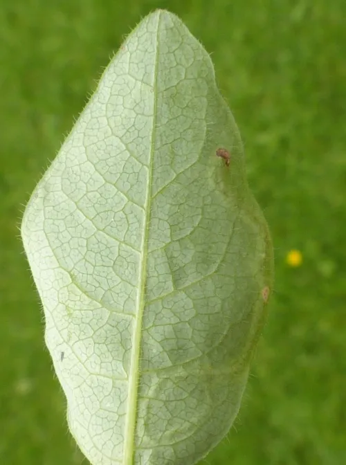 Aulagromyza hendeliana - photo 8