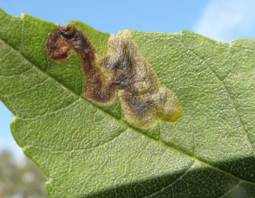 Aulagromyza heringii