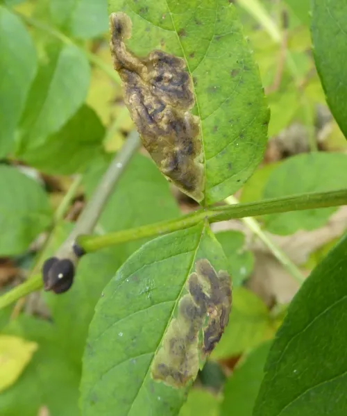 Aulagromyza heringii - photo 2
