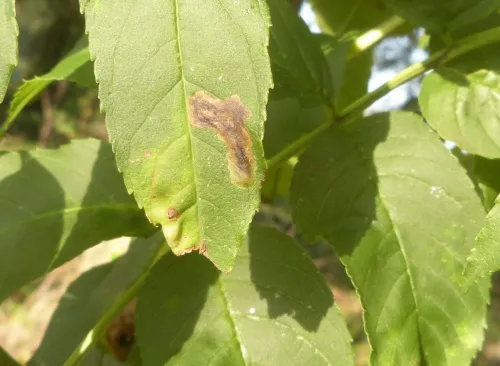 Aulagromyza heringii - photo 3