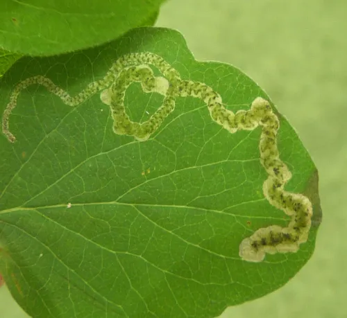Aulagromyza luteoscutellata