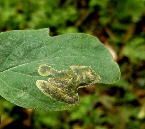 Aulagromyza luteoscutellata - photo 2