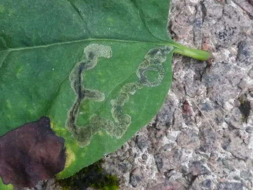 Aulagromyza luteoscutellata - photo 3