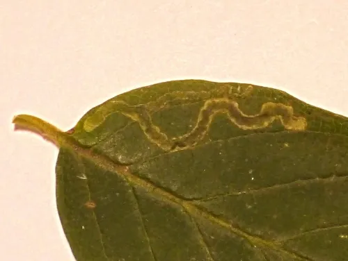 Aulagromyza luteoscutellata - photo 4