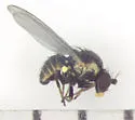 Aulagromyza orbitalis