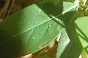 Aulagromyza orbitalis - photo 4