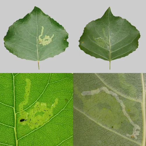 Aulagromyza populi - photo 2